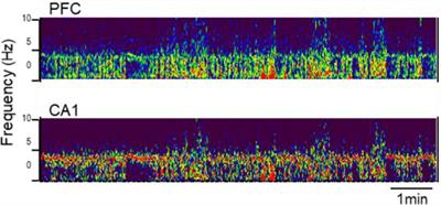 Development of network oscillations through adolescence in male and female rats
